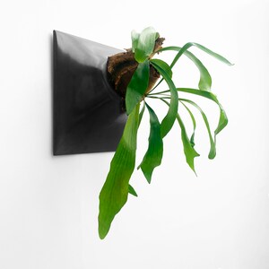 Peut inclure: Une plante de fougère à bois de cerf verte poussant dans un pot carré noir.