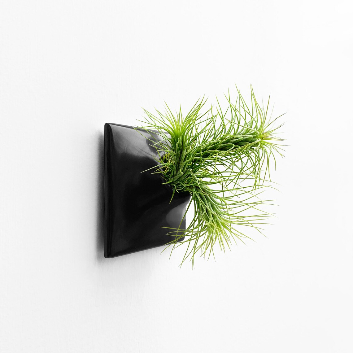 Modern Black Wall Planter 3 X Small Air Plant Holder Etsy