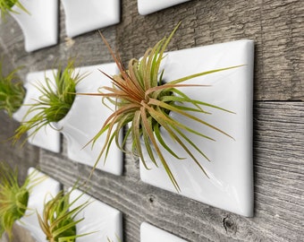 3&quot; Air Plant Holder, X Small, Modern Wall Planter, Plant Wall Sculpture, Mid Century Modern Wall Decor, Moss Wall Art, Ceramic Planter, WD
