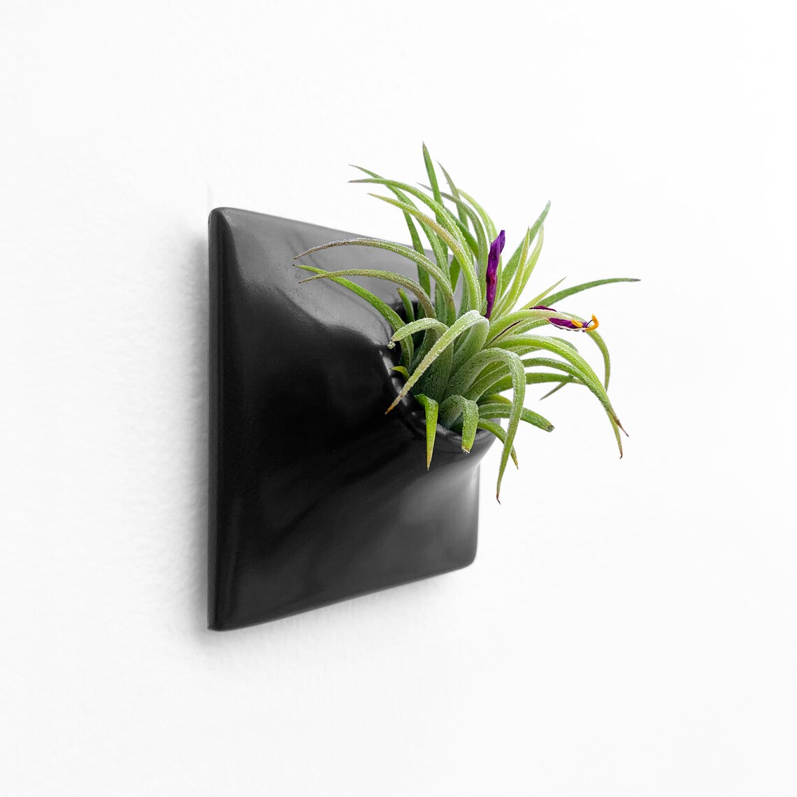 Modern Black Wall Planter 3 X Small Air Plant Holder Etsy