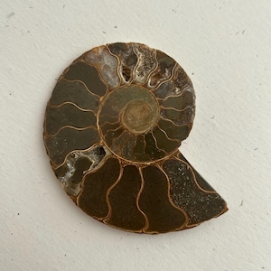 Polished Ammonite Fossil with Chalcedony Crystals – Cretaceous Marine Specimen – Madagascar