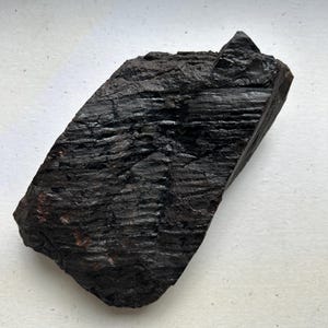 Fusto fossile di calamite con inclusioni di pirite – Impressione vegetale del Carbonifero – Ucraina dell&#39;era paleozoica