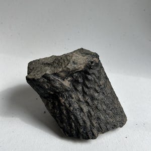 Fossile di corteccia di Lepidodendro – Impressione di pianta paleozoica con texture dettagliata – Scoperta in Ucraina