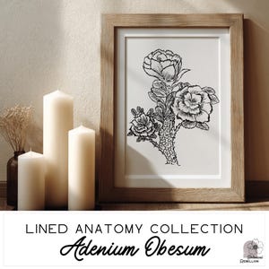 Puede incluir: Una impresión botánica enmarcada con una ilustración en blanco y negro de Adenium Obesum. La obra de arte es parte de la "Lined Anatomy Collection". La imagen se muestra con varias velas blancas y un pequeño jarrón con flores secas.