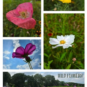Life in the Netherlands!