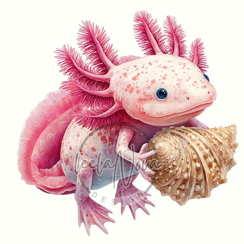 Op de afbeelding: Waterverfillustratie van een roze axolotl met blauwe ogen die een bruine zeeschelp vasthoudt. De axolotl heeft roze, gevederde kieuwen en vlekken. De afbeelding staat op een witte achtergrond.