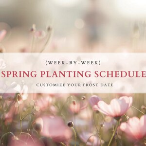 Puede incluir: Un documento digital titulado (WEEK-BY-WEEK) SPRING PLANTING SCHEDULE CUSTOMIZE YOUR FROST DATE, sobre un fondo desenfocado de flores cosmos rosas y blancas en un campo, con texto en rojo oscuro y negro sobre un rectángulo blanco.