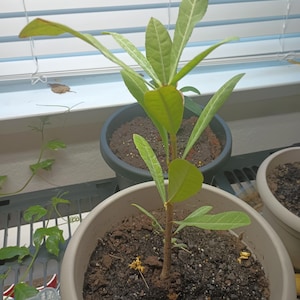 Garcinia livingstonei (Imbe)