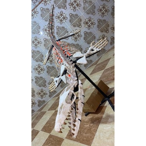 Large Mosasaurus Fossil Skeleton – Original Cretaceous Marine Reptile – Mounted for Museum Display