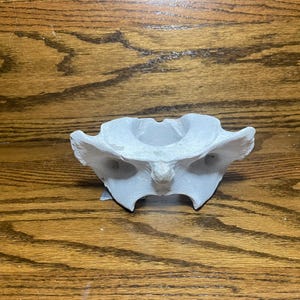 Weathered and Rugged Cow Vertebrae from a North Texas Ranch - Willow