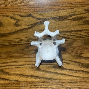 Weathered and Rugged Cow Vertebrae from a North Texas Ranch - Vesper