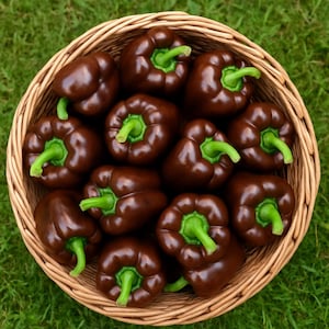 Chocolate Beauty Bell Pepper Seeds: Non-GMO Heirloom - 50 Seeds
