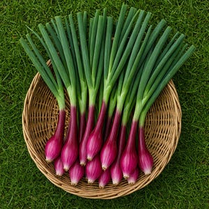50 Red Scallion Onion Seeds: Hybrid Non-GMO Vegetable Seeds