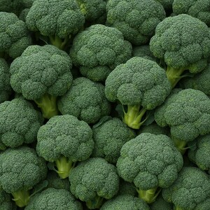 Heirloom Broccoli Waltham Seeds: Non-GMO Vegetable Garden Seeds
