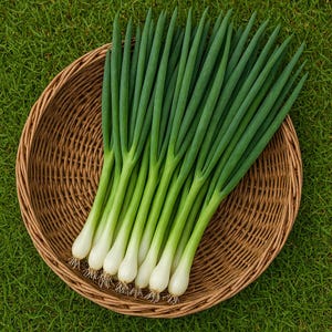 White Lisbon Bunching Onion Seeds: Heirloom, Non-GMO