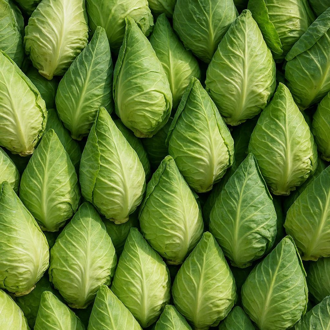 1000+ Cabbage Seeds - Early Jersey Wakefield - Heirloom - Non-gmo ...