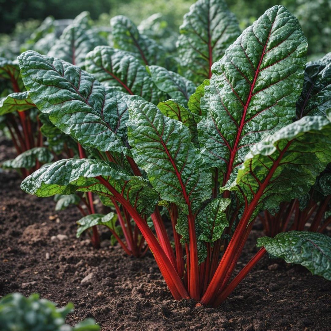 Ruby Vegetable Ruby Red Swiss Chard Garden Vegetable Seeds (100 Seeds) - Etsy