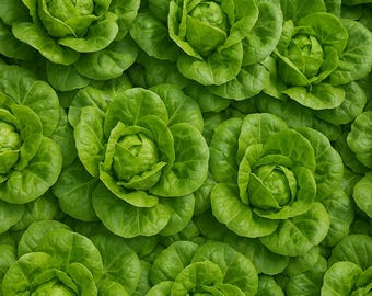 1500 Butterleaf Lettuce Seeds: Heirloom Garden Salad Microgreens
