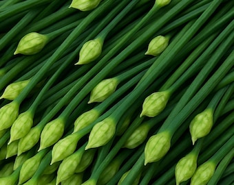 Garlic Chives Seeds: Heirloom, Organic, Non-GMO (100 Seeds, Allium Tuberosum)