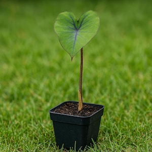 Blue Hawaii Elephant Ear Plant: Tropical Colocasia Starter Plant