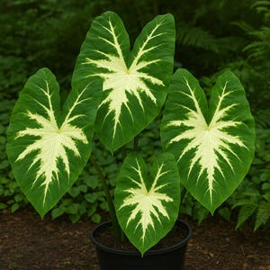 White Lava Elephant Ear Plant: Tropical Colocasia Starter Plant