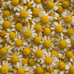 German Chamomile Seeds: Fragrant Herb, Groundcover, Organic, Non-GMO