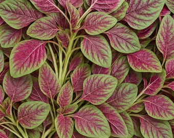 Red Amaranth Seeds: Stripe Leaf Chinese Spinach, Non-GMO