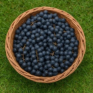 Organic Wild Grape Seeds: Vitis Aestivalis, Heirloom Non-GMO