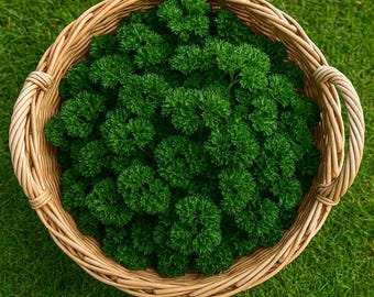 4000 Curled Parsley Seeds: Non-GMO Heirloom Herb Seeds