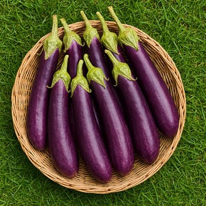 Long Purple Eggplant Seeds: Non-GMO, Open-Pollinated