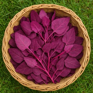 300 Bright Red Orach Seeds: Heirloom Non-GMO Vegetable