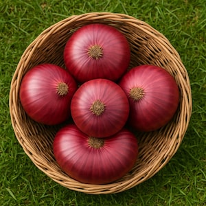 Red Creole Onion Seeds: Non-GMO Heirloom Vegetable Seeds
