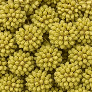 Angelica Holy Ghost Seeds: Biennial Licorice, Fragrant & Culinary