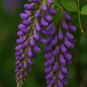 Amethyst Falls Wisteria Vine – Climbing Flowering Vine Starter Plant, Heat & Drought Tolerant Outdoor Plant