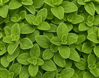2000 Sweet Marjoram Seeds: Organic Heirloom Herb - Origanum Majorana