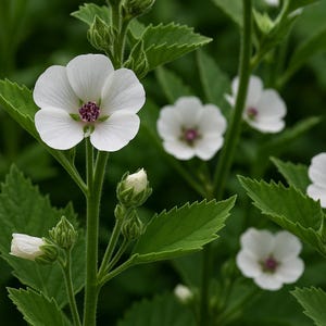 Marshmallow Seeds: Althea Officinalis, Heirloom Herb - Garden Flower
