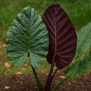 Serendipity Elephant Ear Alocasia: Live Starter Plant