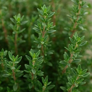 1000 Thyme Seeds (Thymus Vulgaris): Organic, Non-GMO, Heirloom
