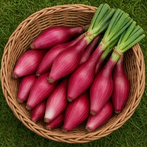 Red Long of Tropea Onion Seeds: Non-GMO Heirloom Vegetable Seeds