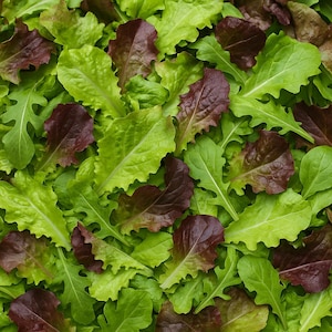Heirloom Lettuce Seeds: Spring Mesclun Mix - Non-GMO, Pollinator Friendly