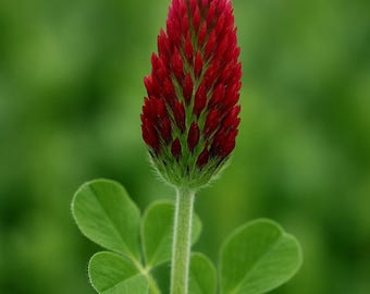 300 Crimson Clover Dixie Seeds: Organic, Non-GMO, Heirloom