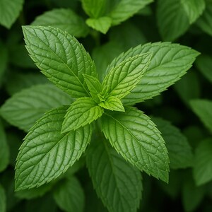 500 Organic Peppermint Seeds: Heirloom Herb, Non-GMO