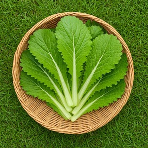 Florida Broadleaf Mustard Seeds: Non-GMO Heirloom Vegetable Seeds