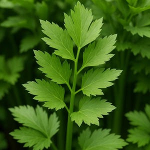 200 Lovage Seeds: Organic, Non-GMO, Heirloom Herb Seeds