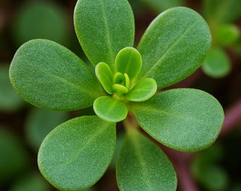 May include: Close-up of a green plant with thick, oval-shaped leaves arranged in a star-like pattern. The center of the plant features smaller, lighter green leaves. The background is blurred, with hints of other green foliage and a reddish stem.