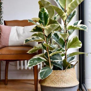Ficus Tineke Bush | 10” Pot ~4ft Tall | Variegated Ficus Elastica Tropical Indoor Rubber Plant
