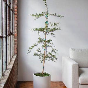 Shady Lady Black Olive Tree – 4ft Tall Live Tropical Evergreen in 3 Gallon Grower Pot | Bucida Buceras Indoor & Outdoor Ornamental Tree