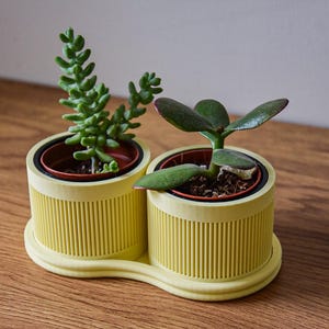 Peut inclure: Un double pot de fleurs avec deux petites plantes succulentes. Le pot jaune a un design côtelé et une base de connexion. Une plante succulente a de petites feuilles vertes cylindriques, et l'autre a de grandes feuilles vertes rondes.