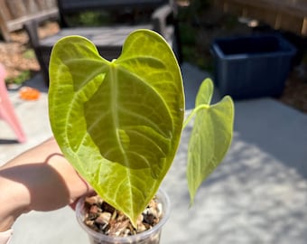 Anthurium Crystallinum × Vetchii