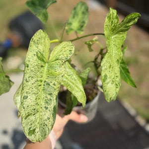 Op de afbeelding: Een kamerplant met grote, gevlekte bladeren. De bladeren zijn voornamelijk groen met een gespikkeld patroon van lichtgroen en crème. De plant staat in een doorzichtige plastic pot, met een vage achtergrond.